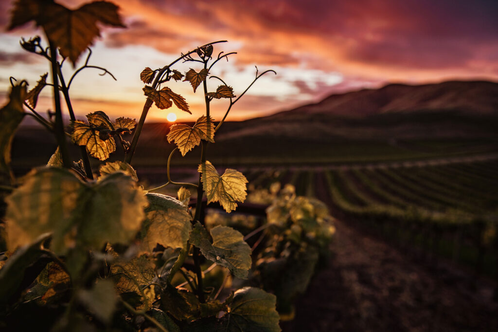 Degustazione al tramonto Audarya